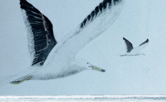 Seagull by Jackie Mitchell