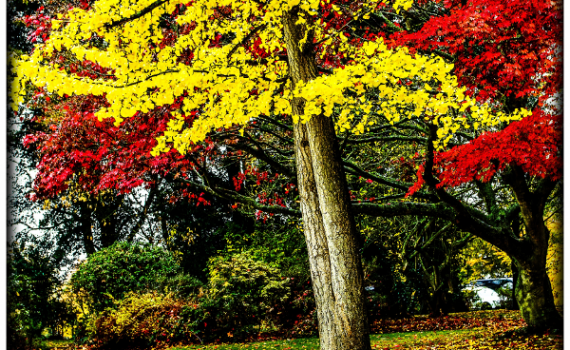 Vinehall School by Jackie Mitchell