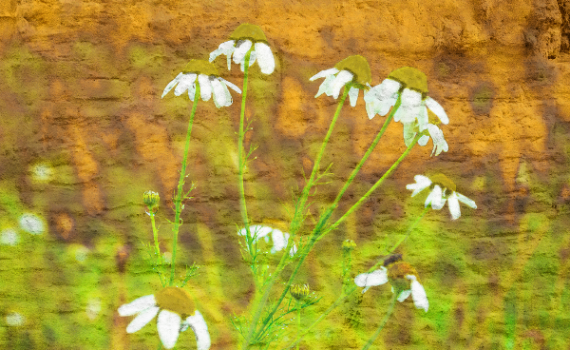 Daisy against wall by Jackie Mitchell
