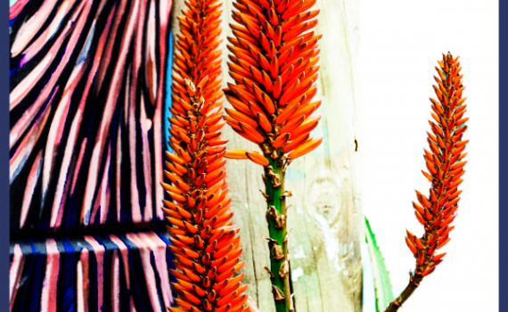 Mixed Colour + Aloes by Jackie Mitchell
