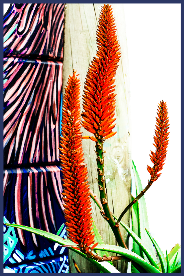Mixed Colour + Aloes by Jackie Mitchell